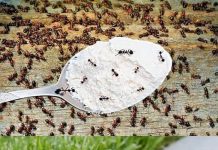 Hvala komšiji na ovom GENIJALNOM triku! Mravi nestaju iz kuće za tren – evo kako 🐜🚫