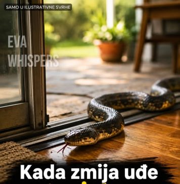 Šta Znači Kada Zmija Uđe u Kuću i Kako Treba Reagovati
