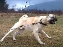 AKO VAS NAPADNE PAS, IZGOVORITE MU SAMO OVU REČ: Tako ćete sebi SPASITI ŽIVOT, kad je ČUJE UKOPAĆE SE U MESTU