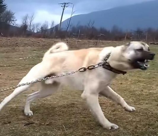 AKO VAS NAPADNE PAS, IZGOVORITE MU SAMO OVU REČ: Tako ćete sebi SPASITI ŽIVOT, kad je ČUJE UKOPAĆE SE U MESTU